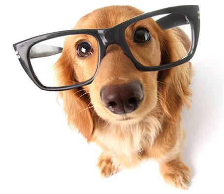 Brain Training for Dogs - What is